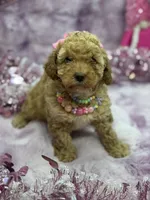 PIXIE, a female Poodle - Toy  for sale in Miami, FL – Photo 1 of 7