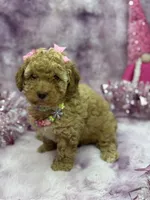 PIXIE, a female Poodle - Toy  for sale in Miami, FL – Photo 2 of 7