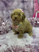 PIXIE, a female Poodle - Toy  for sale in Miami, FL – Photo 5 of 7