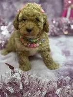 PIXIE, a female Poodle - Toy  for sale in Miami, FL – Photo 7 of 7