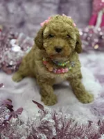 PIXIE, a female Poodle - Toy  for sale in Miami, FL – Photo 4 of 7