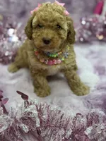 PIXIE, a female Poodle - Toy  for sale in Miami, FL – Photo 6 of 7