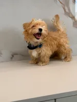 Romeo , a male Maltipoo for sale in Miami, FL – 3 of 6