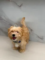 Romeo , a male Maltipoo for sale in Miami, FL – 5 of 6