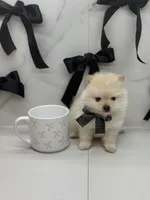 POLAR KOREAN POM, a male Pomeranian for sale in Miami, FL – Photo 5 of 10