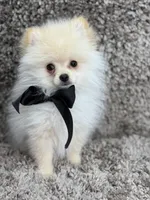 POLAR KOREAN POM, a male Pomeranian for sale in Miami, FL – Photo 3 of 10