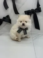 POLAR KOREAN POM, a male Pomeranian for sale in Miami, FL – Photo 8 of 10