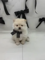 POLAR KOREAN POM, a male Pomeranian for sale in Miami, FL – Photo 7 of 10