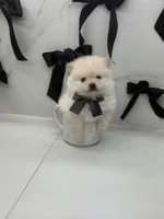 POLAR KOREAN POM, a male Pomeranian for sale in Miami, FL – Photo 6 of 10