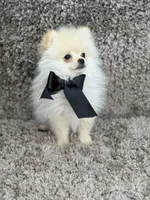 POLAR KOREAN POM, a male Pomeranian for sale in Miami, FL – Photo 9 of 10