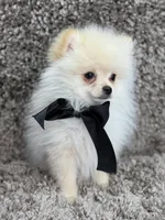 POLAR KOREAN POM, a male Pomeranian for sale in Miami, FL – Photo 4 of 10