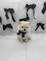 POLAR KOREAN POM, a male Pomeranian for sale in Miami, FL – Photo 2 of 10