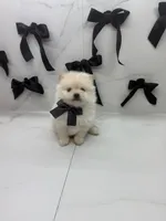 POLAR KOREAN POM, a male Pomeranian for sale in Miami, FL – Photo 10 of 10