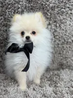 POLAR KOREAN POM, a male Pomeranian for sale in Miami, FL – Photo 1 of 10