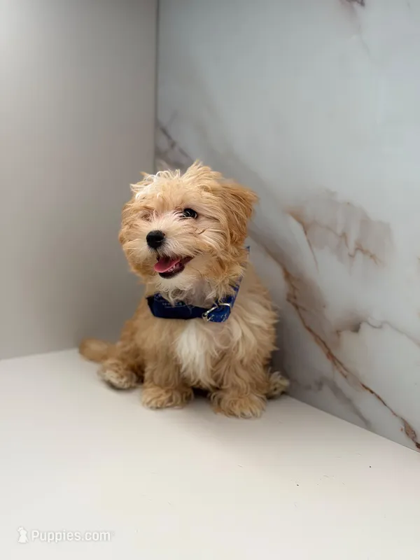 Romeo  – Maltipoo puppy for sale in Miami, FL