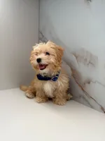 Romeo , a male Maltipoo for sale in Miami, FL – 1 of 6