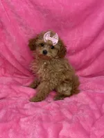 Maltipoo female, a female Maltipoo for sale in Miami, FL – Photo 5 of 10