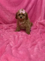 Maltipoo female, a female Maltipoo for sale in Miami, FL – Photo 4 of 10