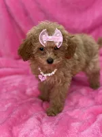 Maltipoo female, a female Maltipoo for sale in Miami, FL – Photo 9 of 10