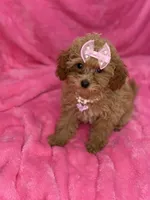 Maltipoo female, a female Maltipoo for sale in Miami, FL – Photo 3 of 10
