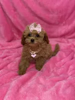 Maltipoo female, a female Maltipoo for sale in Miami, FL – Photo 8 of 10