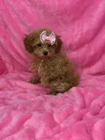 Maltipoo female, a female Maltipoo for sale in Miami, FL – Photo 7 of 10