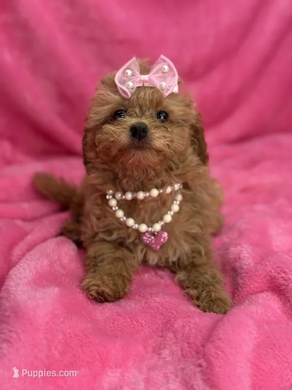 Maltipoo female – Maltipoo puppy for sale in Miami, FL