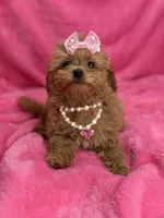 Maltipoo female, a female Maltipoo for sale in Miami, FL – Photo 1 of 10