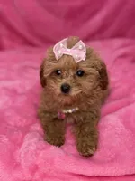 Maltipoo female, a female Maltipoo for sale in Miami, FL – Photo 6 of 10