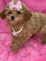Maltipoo female, a female Maltipoo for sale in Miami, FL – Photo 10 of 10