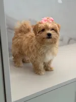 Minnie , a female Maltipoo for sale in Miami, FL – 7 of 7