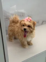 Minnie , a female Maltipoo for sale in Miami, FL – 2 of 7
