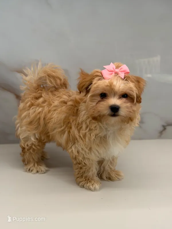 Minnie  – Maltipoo puppy for sale in Miami, FL