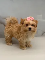 Minnie , a female Maltipoo for sale in Miami, FL – 1 of 7