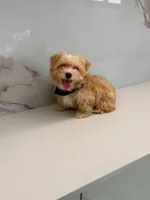 Romeo , a male Maltipoo for sale in Miami, FL – 2 of 6