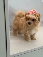 Minnie , a female Maltipoo for sale in Miami, FL – 5 of 7