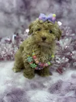 Belle, a female Poodle - Toy  for sale in Miami, FL – Photo 2 of 6