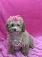 Belle, a female Poodle - Toy  for sale in Miami, FL – Photo 3 of 6