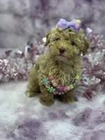 Belle, a female Poodle - Toy  for sale in Miami, FL – Photo 4 of 6
