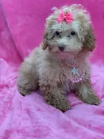 Belle, a female Poodle - Toy  for sale in Miami, FL – Photo 5 of 6