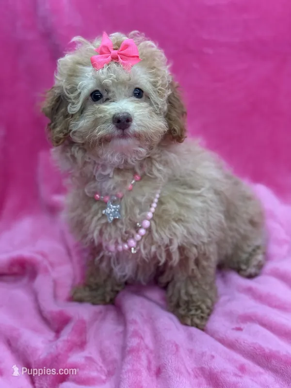 Belle – Poodle - Toy  puppy for sale in Miami, FL