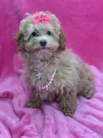 Belle, a female Poodle - Toy  for sale in Miami, FL – Photo 1 of 6