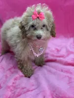 Belle, a female Poodle - Toy  for sale in Miami, FL – Photo 6 of 6
