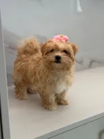 Minnie , a female Maltipoo for sale in Miami, FL – 6 of 7