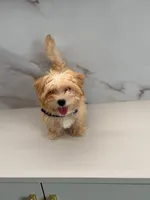 Romeo , a male Maltipoo for sale in Miami, FL – 4 of 6