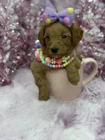 BARBIE MALTIPOO, a female Maltipoo for sale in Miami, FL – Photo 6 of 10