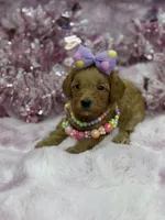 BARBIE MALTIPOO, a female Maltipoo for sale in Miami, FL – Photo 9 of 10