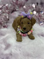 BARBIE MALTIPOO, a female Maltipoo for sale in Miami, FL – Photo 3 of 10