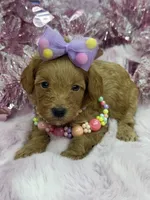 BARBIE MALTIPOO, a female Maltipoo for sale in Miami, FL – Photo 2 of 10