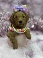 BARBIE MALTIPOO, a female Maltipoo for sale in Miami, FL – Photo 4 of 10